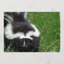 Search for skunk invitations Animal