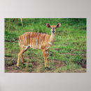 Search for game reserve posters Animal