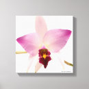 Search for laelia art Orchid
