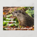 Search for groundhog day postcards Woodchuck