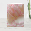 Search for carnations cards Photography