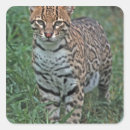 Search for specie stickers Feline