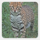 Search for forest cat stickers Wildlife