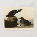 Search for audubon birds of america postcards Duck