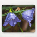 Search for bellflower mouse mats Plant