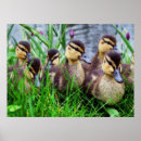 Search for individual posters Wildlife