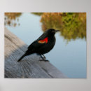 Search for black wing posters Bird