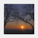 Search for sun set magnets Tree