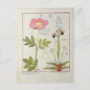 Search for medicinal plants postcards Robinet