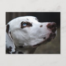 Search for dalmatian postcards Cute