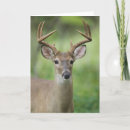 Search for white tailed cards Wildlife