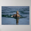 Search for beak posters Nature