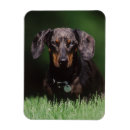 Search for dapple dachshund gifts Animal