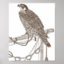 Search for falcon art Japan