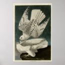 Search for falcon art Illustration