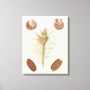 Search for seashells sea shells canvas prints Nautical