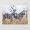 Search for camera horizontal postcards South africa