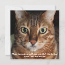 Search for meme faces postcards Cat