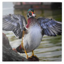 Search for duck tiles Photography