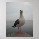 Search for seagulls posters California