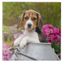 Search for beagle tiles Animal