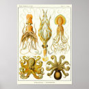 Search for squid art Octopoda