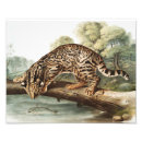 Search for leopard print gifts Wildlife