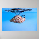 Search for sea shells posters Blue