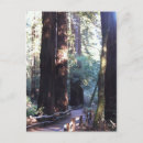 Search for muir woods postcards Redwood
