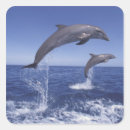 Search for bottlenose dolphin stickers Sea