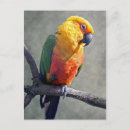 Search for conurs postcards Conures