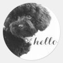 Search for cute poodle stickers Dog