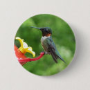 Search for ruby throated badges Nature