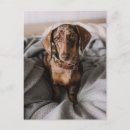 Search for dachshund puppy postcards Canine