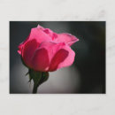 Search for rosa postcards Flower