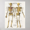 Search for vintage medical skeleton posters Human