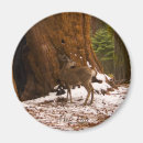 Search for mules magnets Animals