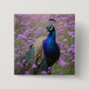 Search for peacocks badges Blue