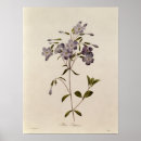 Search for pierre joseph redoute posters 19th