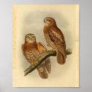 Search for brown owl posters Tree