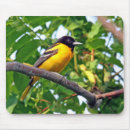 Search for baltimore photography Nature