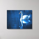 Search for swans canvas prints White