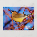 Search for birdnerd Waxwing