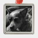Search for blue heeler christmas tree decorations Heelers