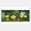 Search for frangipanis stickers Flower