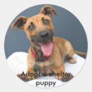 Search for adopt a shelter dog stickers Puppy