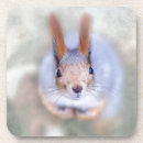 Search for squirrel coasters Rodent