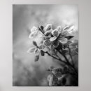 Search for vintage black and white photography posters Nature