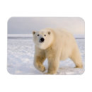 Search for ursus cards Wildlife