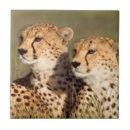 Search for conservation tiles Animal